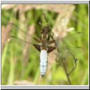 Libellula depressa - Plattbauch m02.jpg